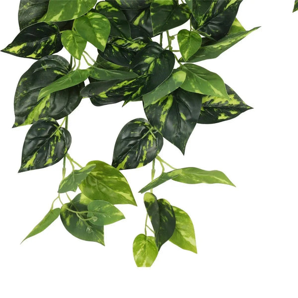 Heart Leaf Philodendron Hanging Creeper Bush 73cm Deals499