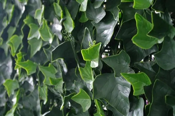 Ivy Leaf Screens / Panels UV Stabilised 1m X 1m Deals499