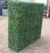 Large Portable Boxwood Hedges UV Stabilised 1.5m By 1.5m Deals499