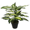 Leopard Lily (Dieffenbachia) with Pot 40cm Deals499