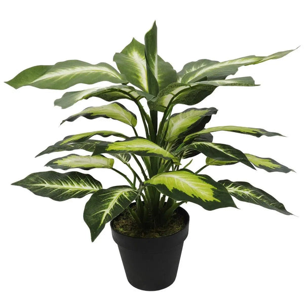 Leopard Lily (Dieffenbachia) with Pot 40cm Deals499