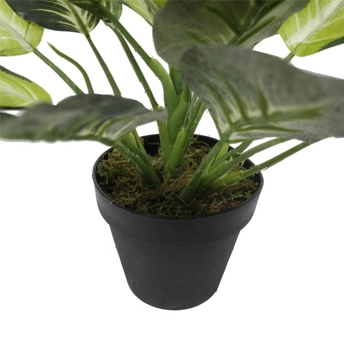 Leopard Lily (Dieffenbachia) with Pot 40cm Deals499