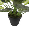 Leopard Lily (Dieffenbachia) with Pot 40cm Deals499