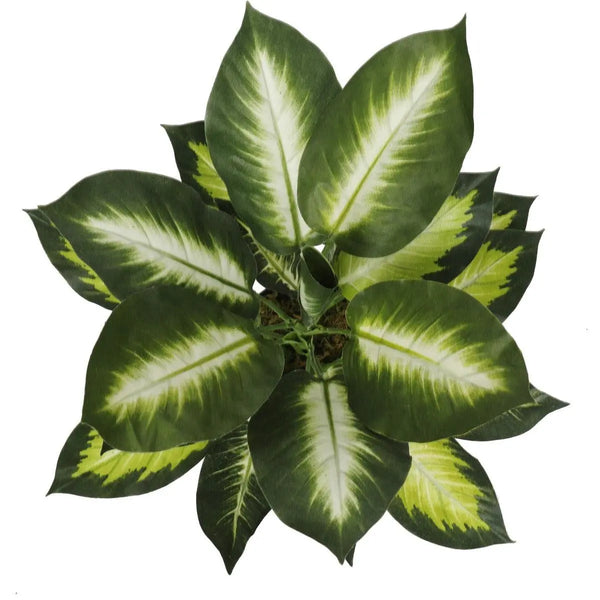 Leopard Lily (Dieffenbachia) with Pot 40cm Deals499