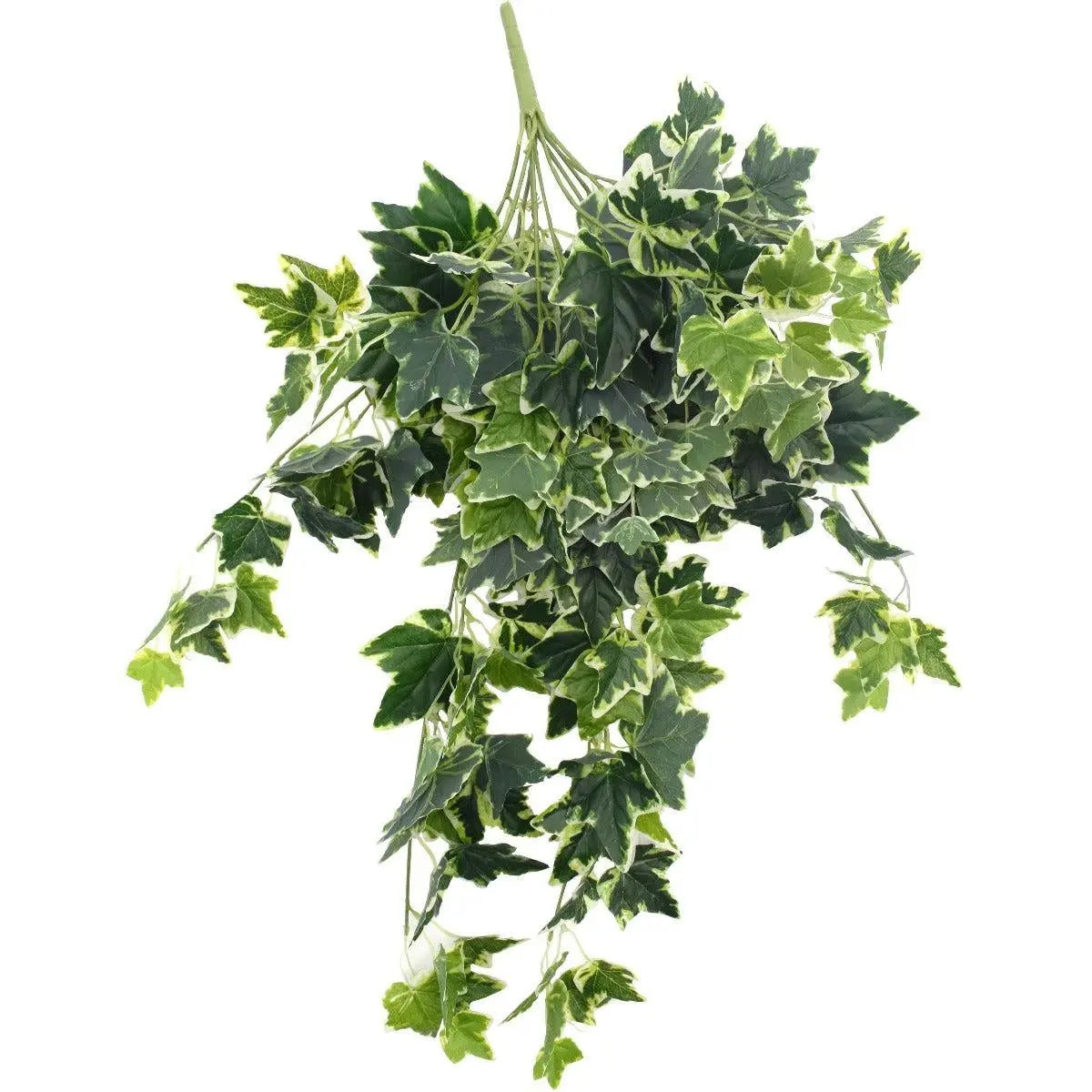 Mixed Green and White Tipped Ivy Bush 100cm Deals499
