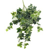 Mixed Green and White Tipped Ivy Bush 100cm Deals499