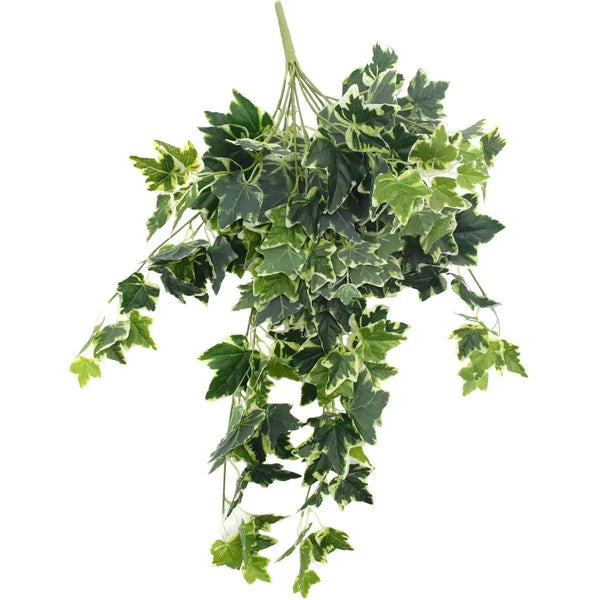 Mixed Green and White Tipped Ivy Bush 100cm Deals499