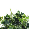 Mixed Green and White Tipped Ivy Bush 100cm Deals499