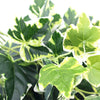 Mixed Green and White Tipped Ivy Bush 100cm Deals499