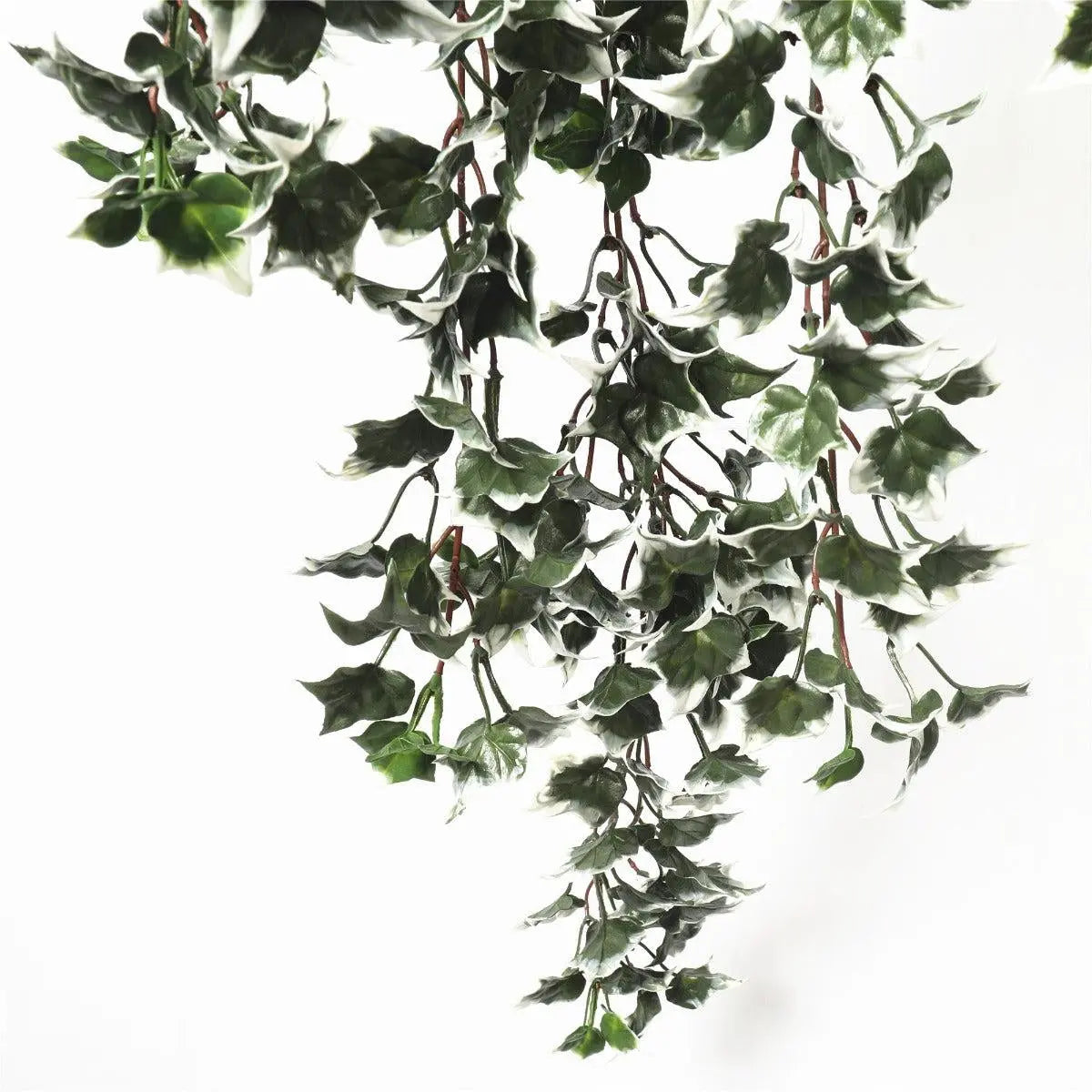 Mixed Green and White Tipped Ivy Bush 80cm UV Resistant Deals499
