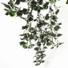 Mixed Green and White Tipped Ivy Bush 80cm UV Resistant Deals499