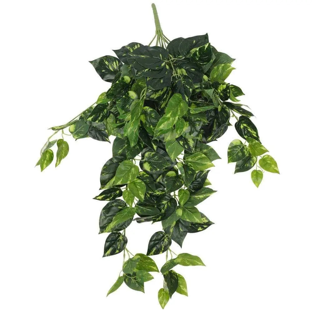 Philodendron Hanging Bush 73cm Deals499
