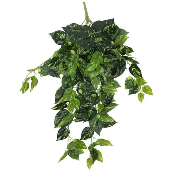 Philodendron Hanging Bush 73cm Deals499