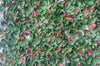 Photinia Hedge Extendable Trellis / Screen 2 Meter By 1 Meter UV Stabilised Deals499