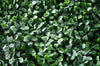 Portable Boxwood Hedge UV Stabilised 75cm High 100cm Long Deals499