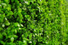 Portable Buxus Hedge UV Stabilised 75cm X 75cm Deals499