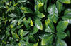 Portable Laurel Hedge UV Stabilised 75cm X 75cm Deals499