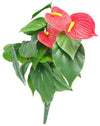 Red Anthurium Bunch UV Deals499