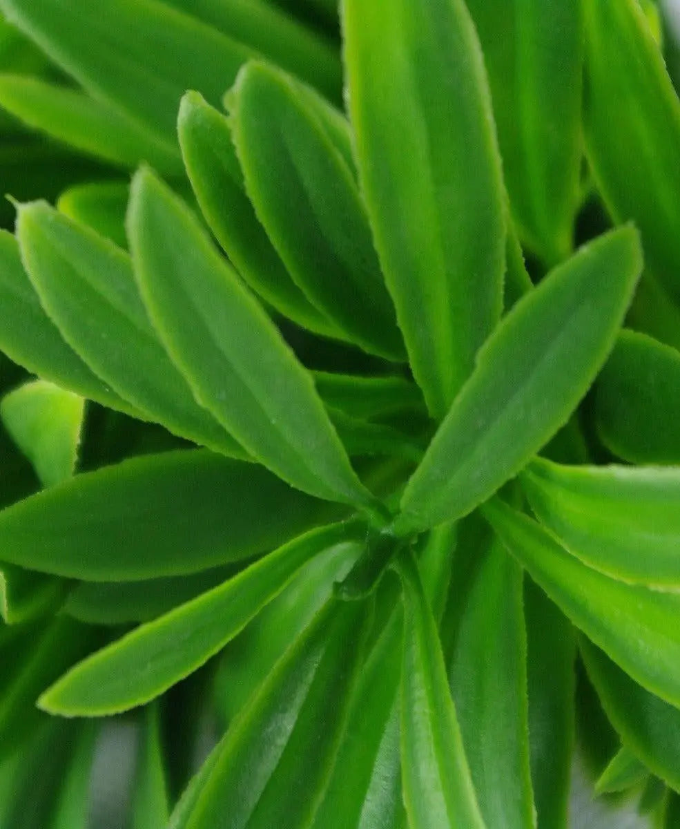 Rohdea Stem UV Deals499