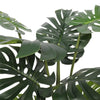 Split Philodendron (Split Leaf) 120cm Deals499