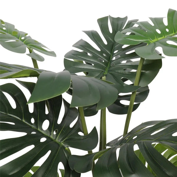 Split Philodendron (Split Leaf) 120cm Deals499