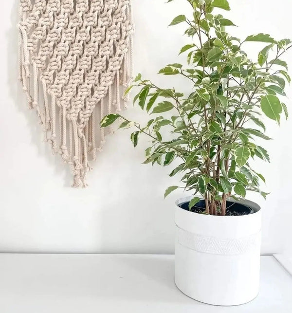 Tree Stripes Cylinder Pot Kilima - Chalk (Large) Deals499