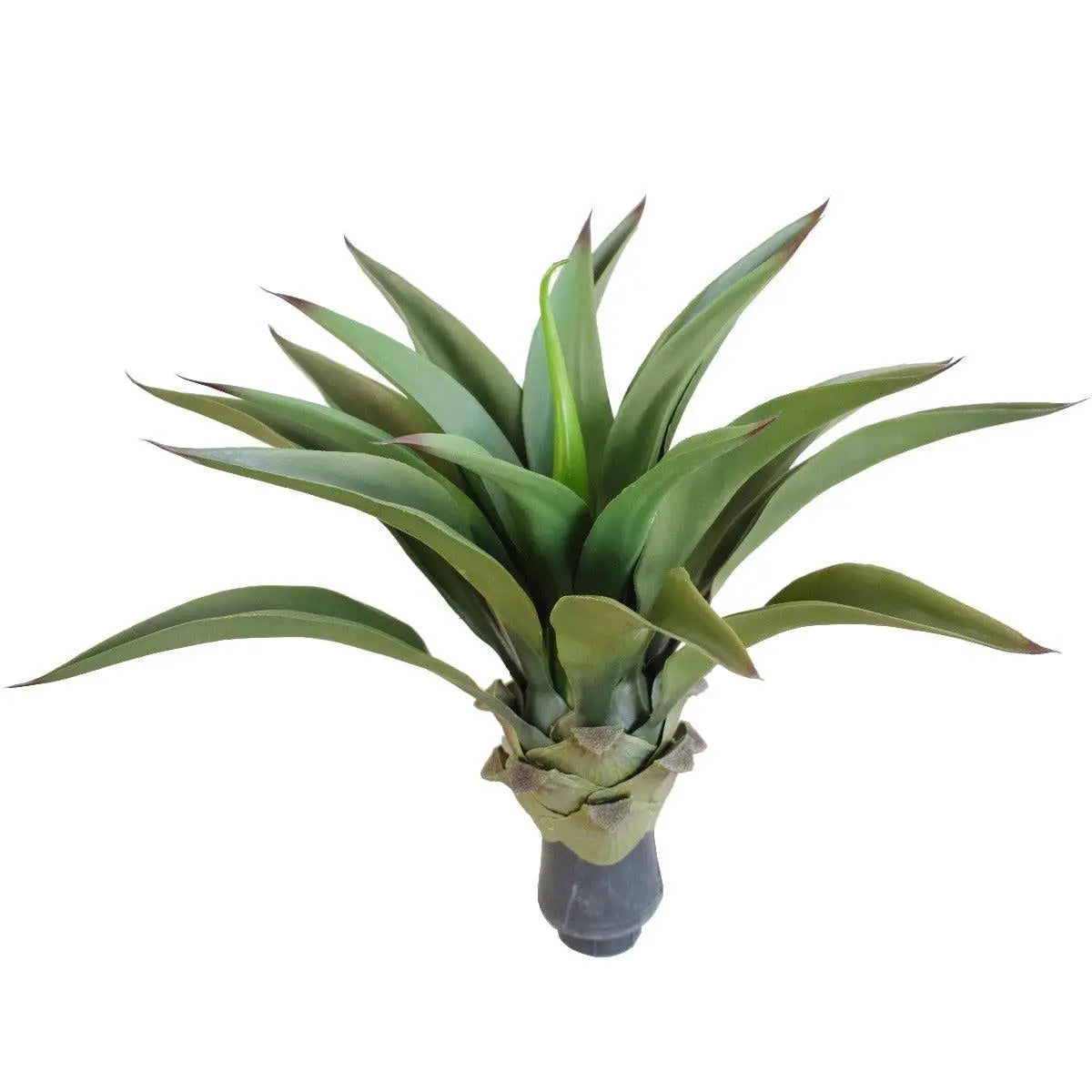 UV Agave 50cm No Pot Deals499