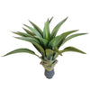 UV Agave 50cm No Pot Deals499