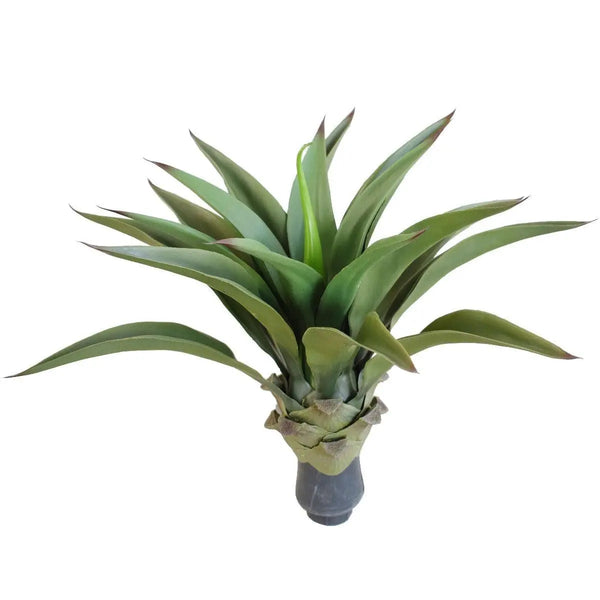 UV Agave 50cm No Pot Deals499