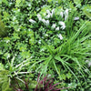 Vista Green Vertical Garden Green Wall UV Resistant 100cm x 100cm Deals499