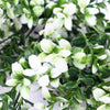 White Tipped Money Leaf Stem 32 cm Deals499