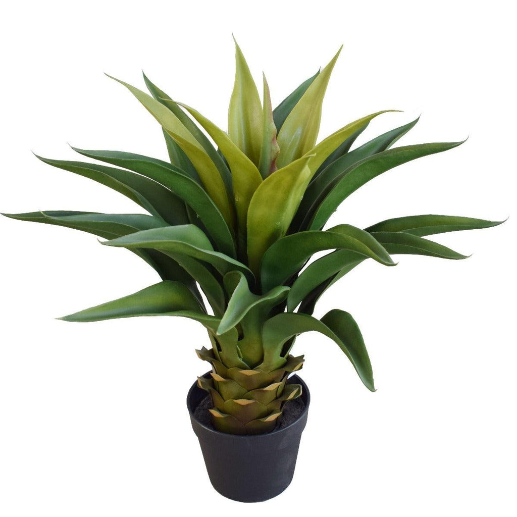 Agave 60cm Plant Deals499