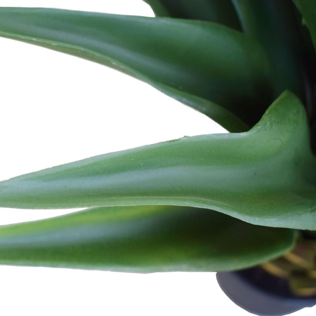 Agave 60cm Plant Deals499