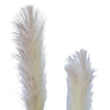 Flowering Native Fox Tail Grass 120 cm Deals499