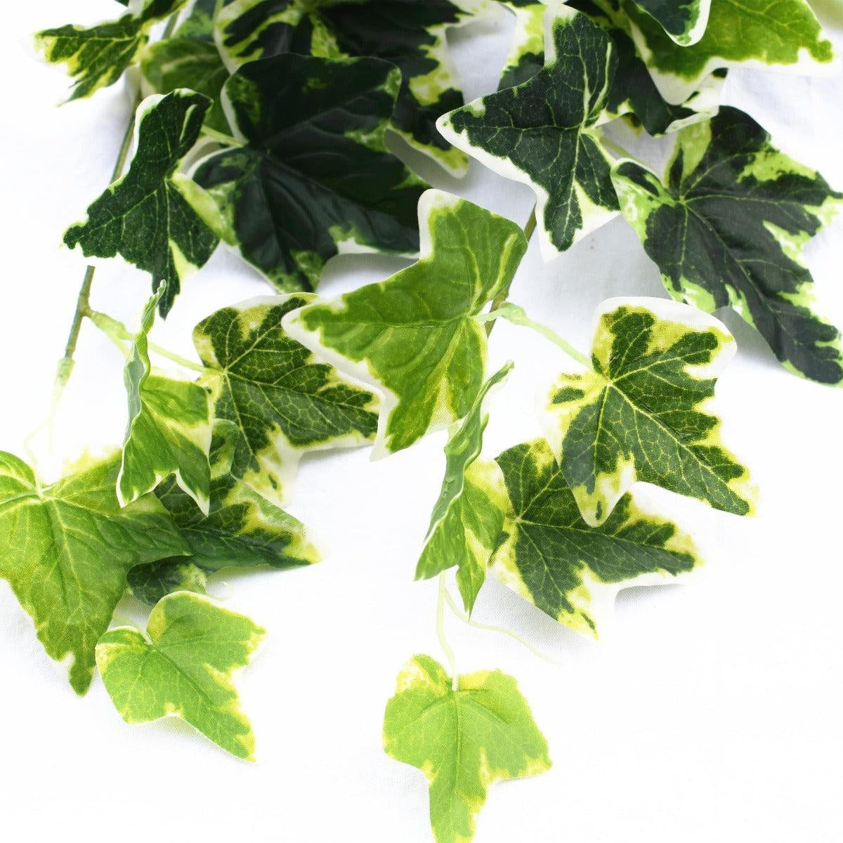 Mixed Green and White Tipped Ivy Bush 100cm Deals499