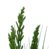 Flowering Native Grass 120 cm Deals499