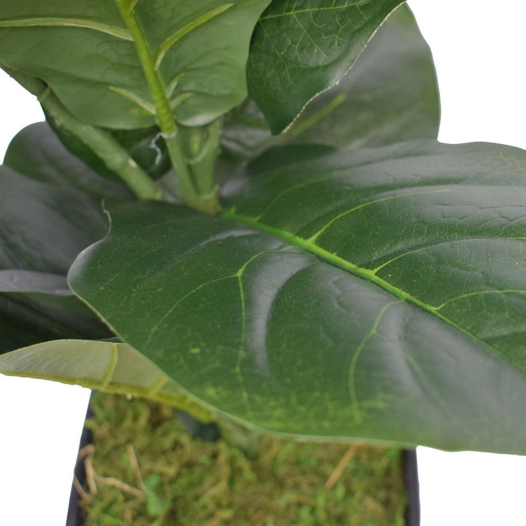 Dense Fiddle Leaf Fig Tree 70cm Deals499