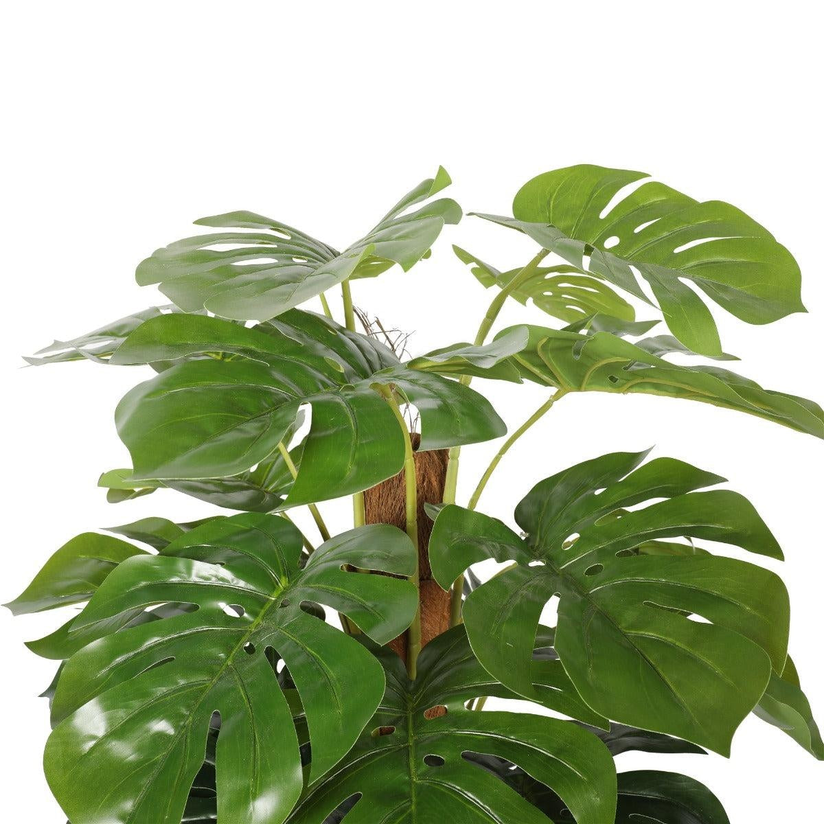 Artificial Money Plant (Monstera) with decorative pot 180cm Deals499