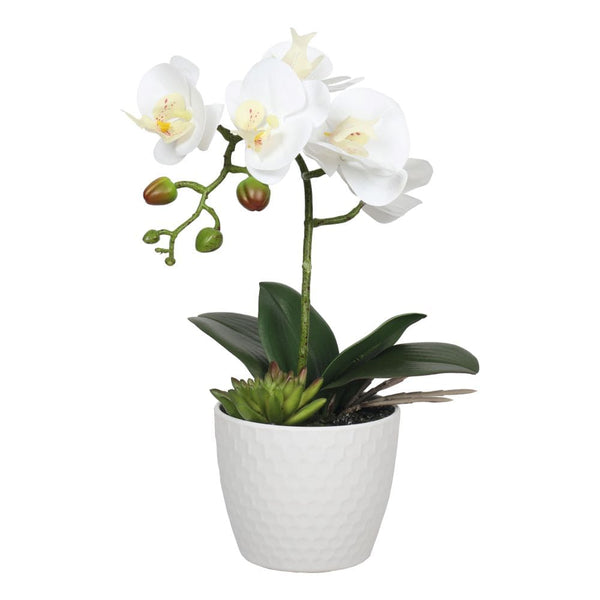 Potted Single Stem White Phalaenopsis Orchid with Decorative Pot 35cm Deals499