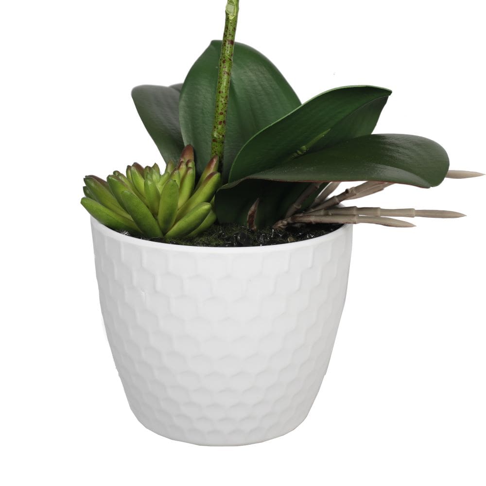 Potted Single Stem White Phalaenopsis Orchid with Decorative Pot 35cm Deals499