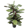 Artificial Wide Leaf Cordyline Plant 90cm Deals499