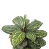 Artificial Wide Leaf Cordyline Plant 90cm Deals499