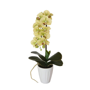 40cm Butterfly Orchid- Cream Deals499