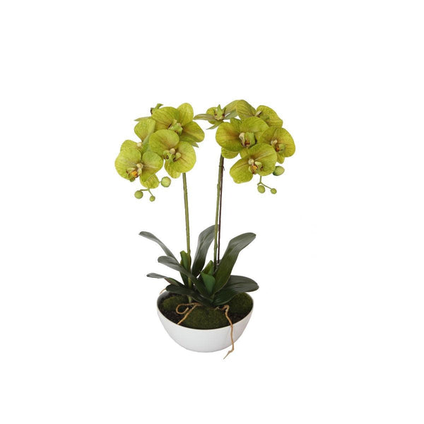 50cm Dual Butterfly Orchid - Cream Deals499
