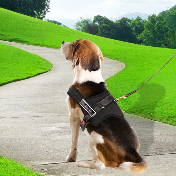 Dog Adjustable Harness Support Pet Training Control Safety Hand Strap Size M Deals499