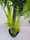 Multi Trunk Hawaii Palm 180cm Deals499