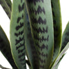 Artificial Snake Plant UV Resistant 100cm Deals499
